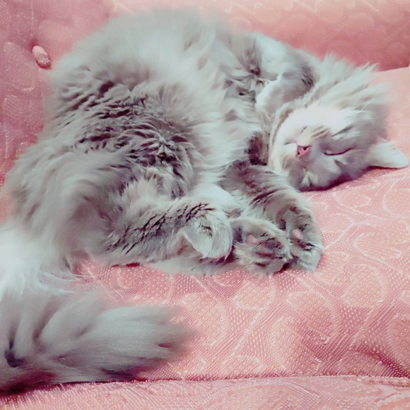 Meet Your Posher - Picture 2 of 3